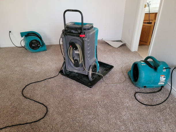 Best Water damage cleanup near me  in Mosheim, TN